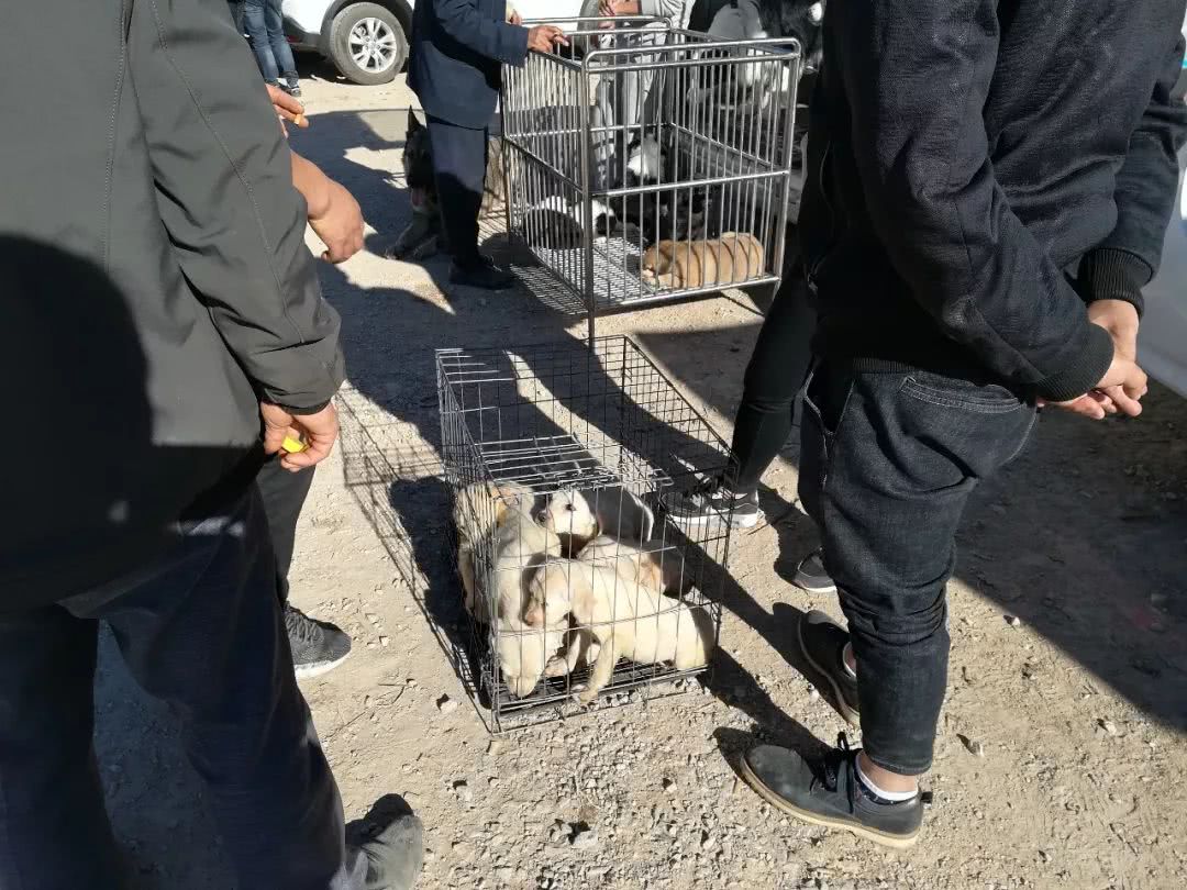 拉布拉多幼犬出售同城2022年的,临颍狗市拉布拉多幼犬黑色多少钱