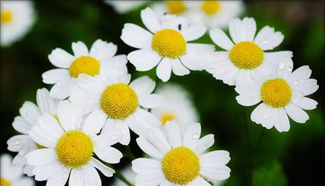 泰国teechda素颜霜,泰国素颜霜排行榜第一名遮瑕效果