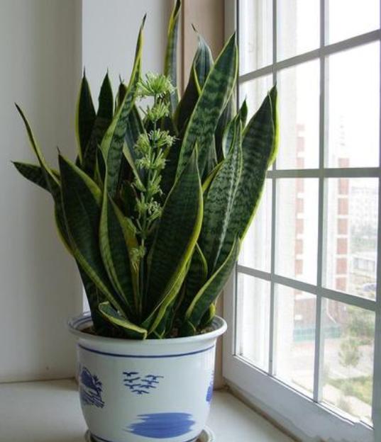 净化空气甲醛最怕的十种花,可以开花净化甲醛的盆栽
