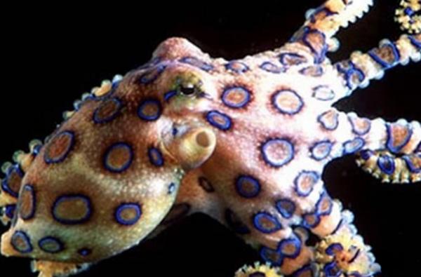 史上五大恐怖深海生物,海洋十大恐怖鱼