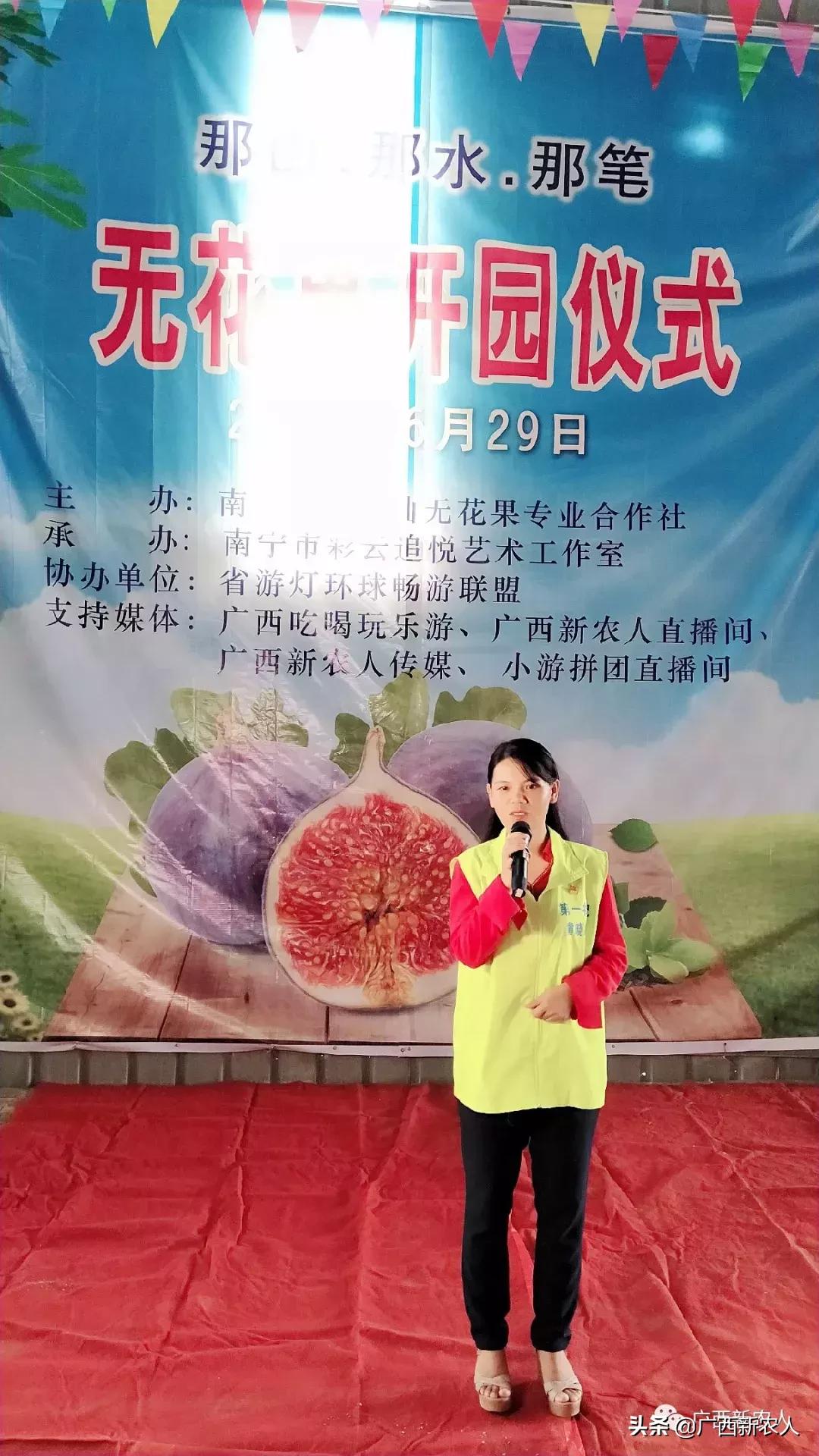 南宁那笔村无花果,南宁摘无花果