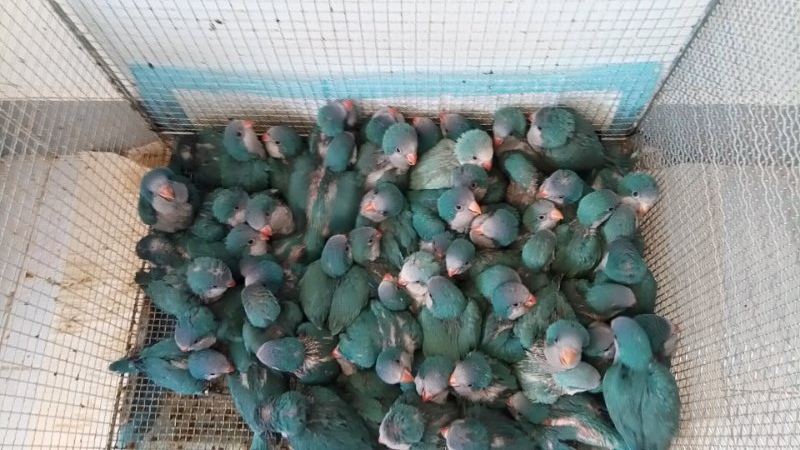 鹦鹉养一年多怎么不繁殖,网友养迷你鹦鹉繁殖太多