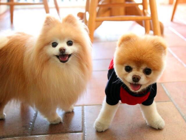 博美犬为什么不建议养母狗,养博美犬前要注意什么细节