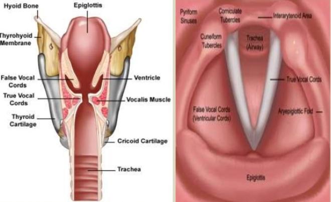 华仔失声遗憾退场——医生：喉炎的原因到底是什么？能不能预防？