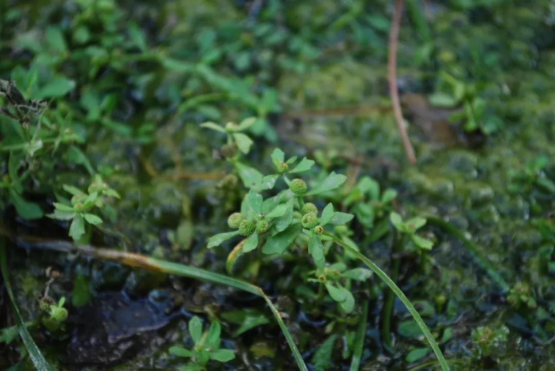 冬天常见中药植物图片及功效,花期长的草本植物图片