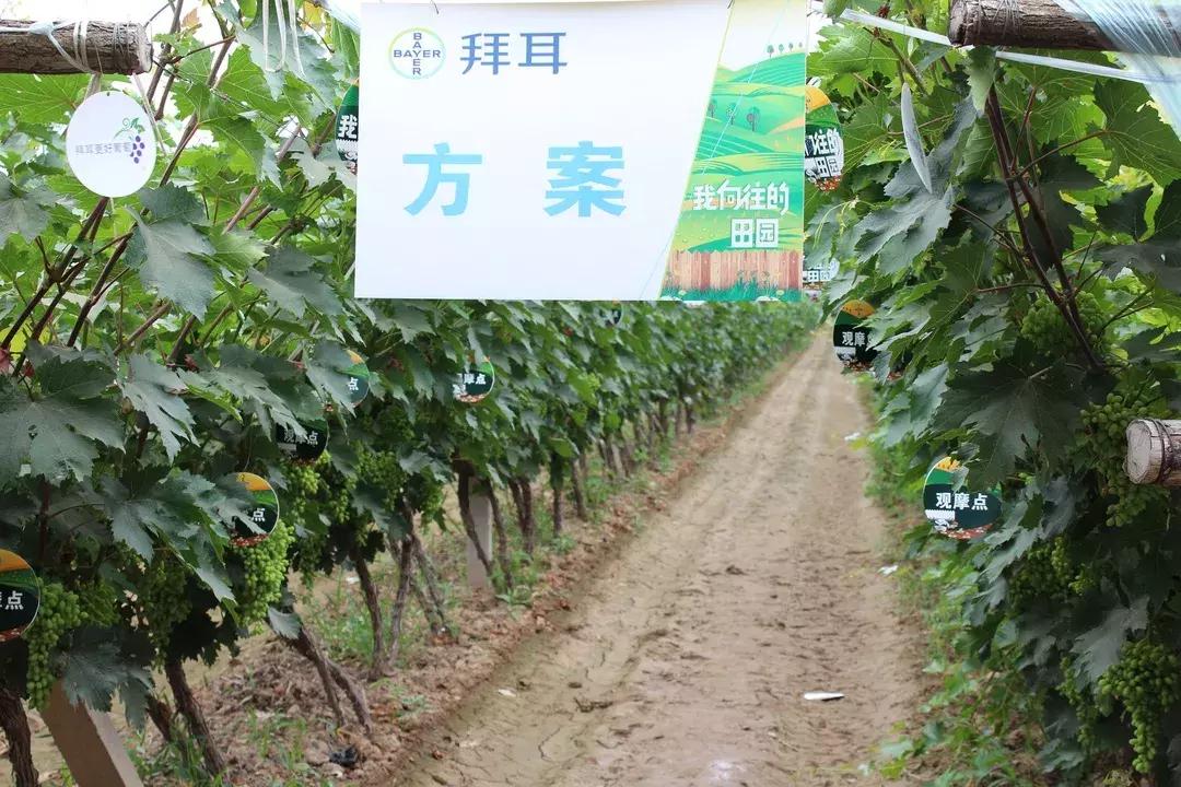 30亩葡萄园农场怎么利润最大化,10亩葡萄园一年能赚多少钱