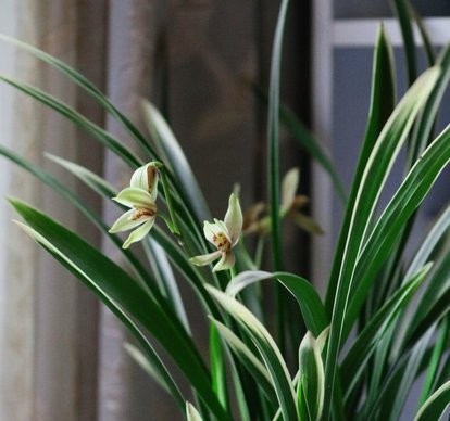 建兰发新芽怎样养护,建兰要怎么养容易开花呢