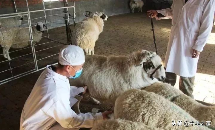 母羊流产胎衣不掉怎么办,造成母羊死胎的原因是什么