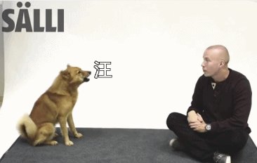 狗狗乱叫怎么教狗狗安静,狗狗乱叫怎么训练边牧