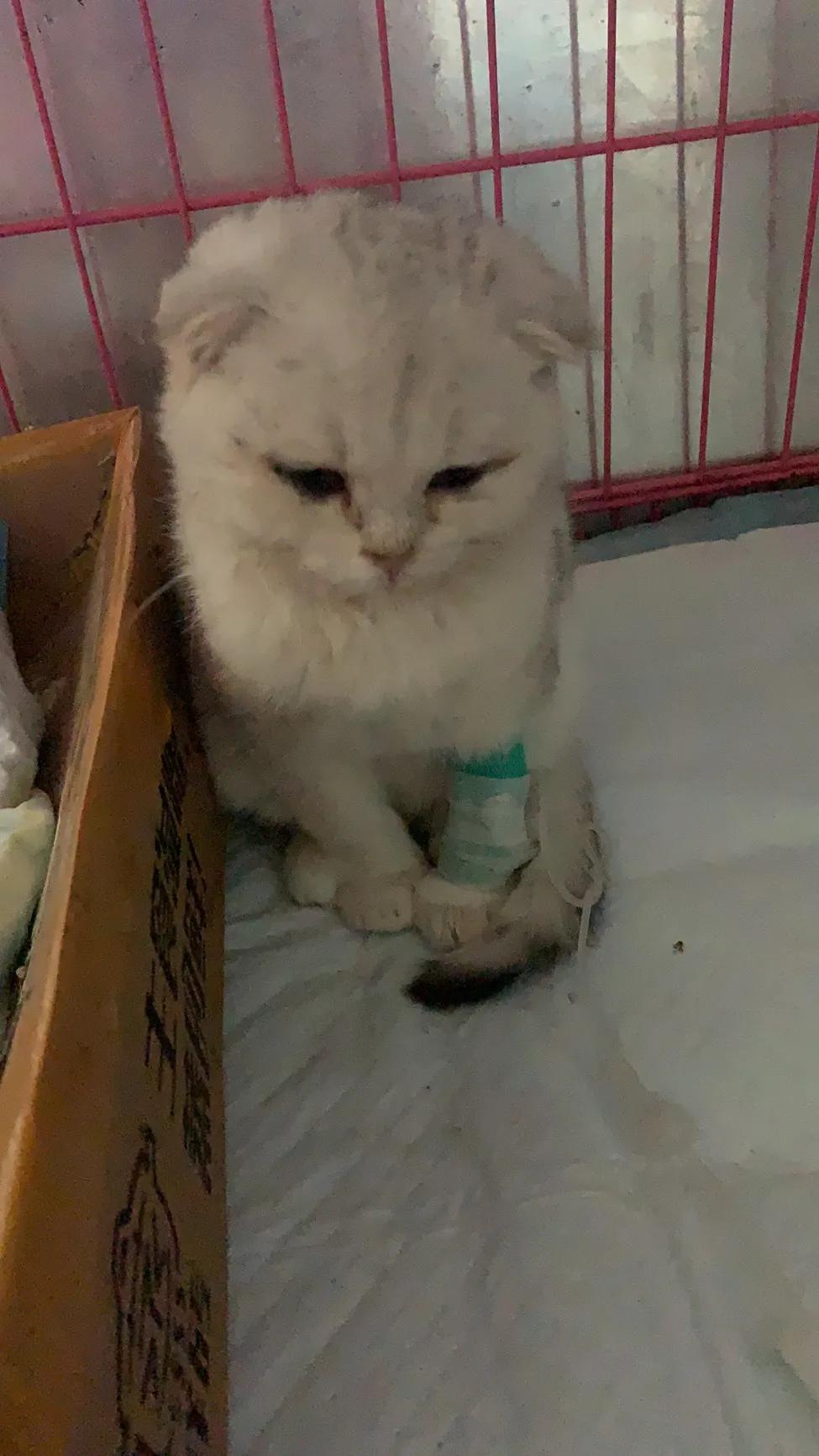 猫瘟的治疗措施,猫瘟的治疗方法有几种