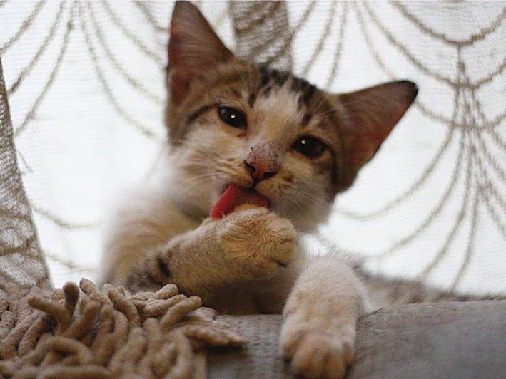 猫咪最近怎么一直舔毛,猫咪为什么开始突然频繁舔毛