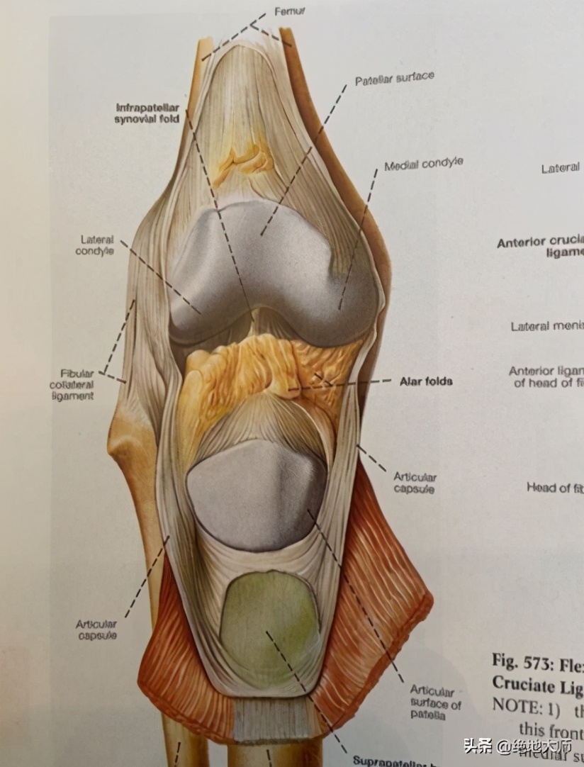 膝关节疼痛用神经阻断疗法,膝关节的疼痛与治疗综述