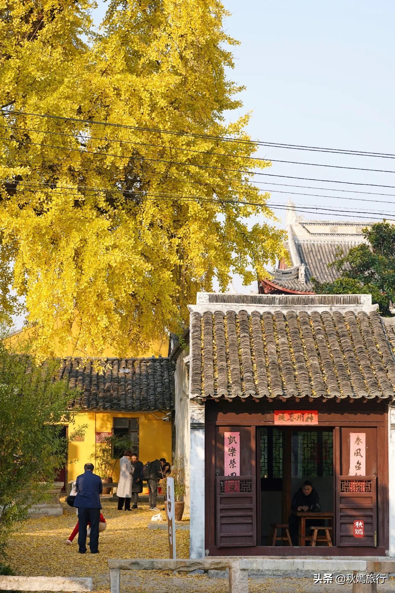 相城区北桥镇千年银杏树,苏州相城银杏打卡