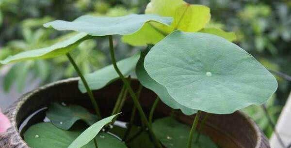 碗莲怎么养才能多开花,碗莲怎么养才开花多