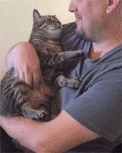 猫咪费洛蒙弊端,费洛蒙猫咪舒缓