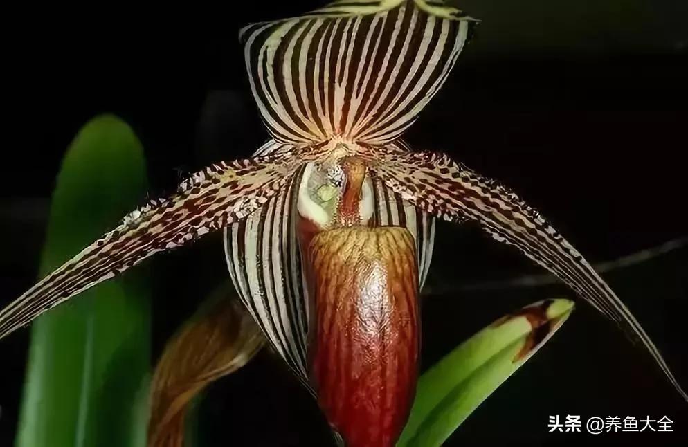 世界名贵花图片大全集,世界上最漂亮名贵的花卉