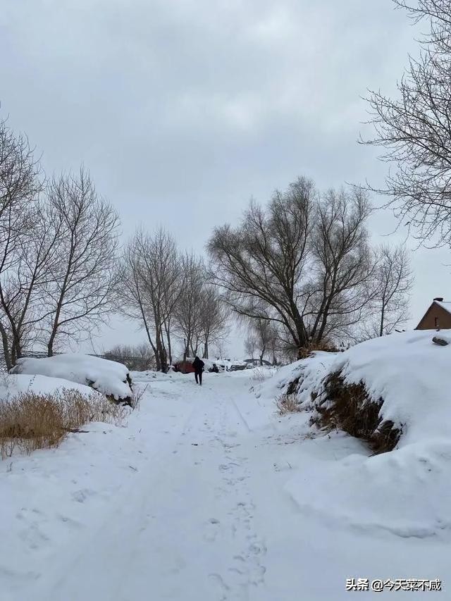 杀猪菜是东北饮食文化的传承,揭秘东北杀猪菜的文化密码