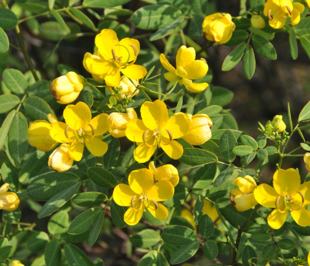 绿化带常见植物名称及图片,100种绿化带或路边常见的花草
