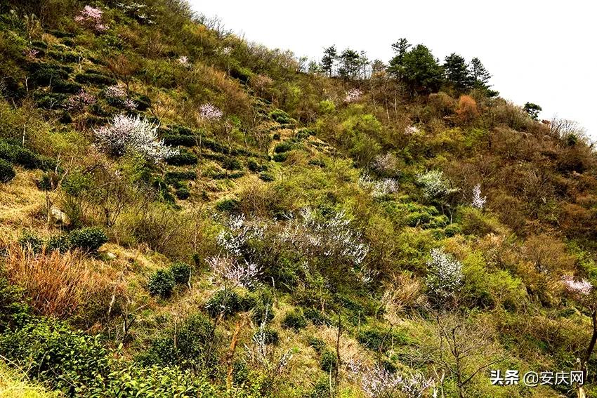 春游江淮请您来︱天柱山海心谷：煮一壶春味品一程人生