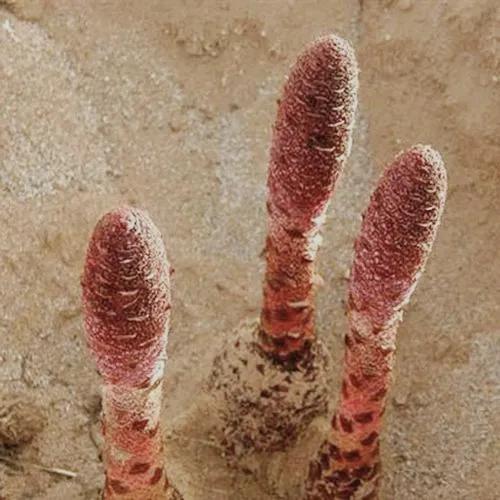 阿尔金山拉矿人,阿尔金山和田玉戈壁料