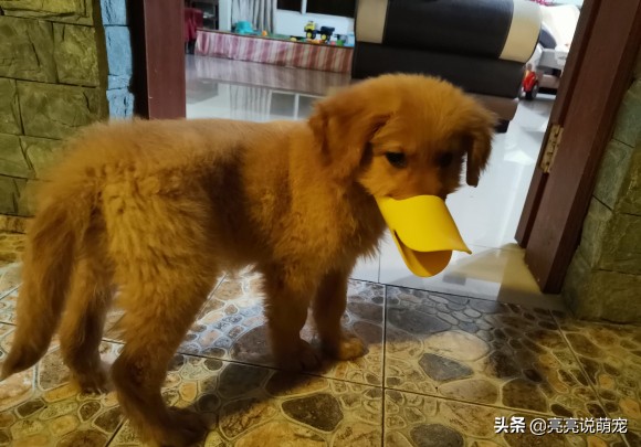 金毛喜欢咬东西是什么原因,两个月的金毛老是乱咬怎么回事