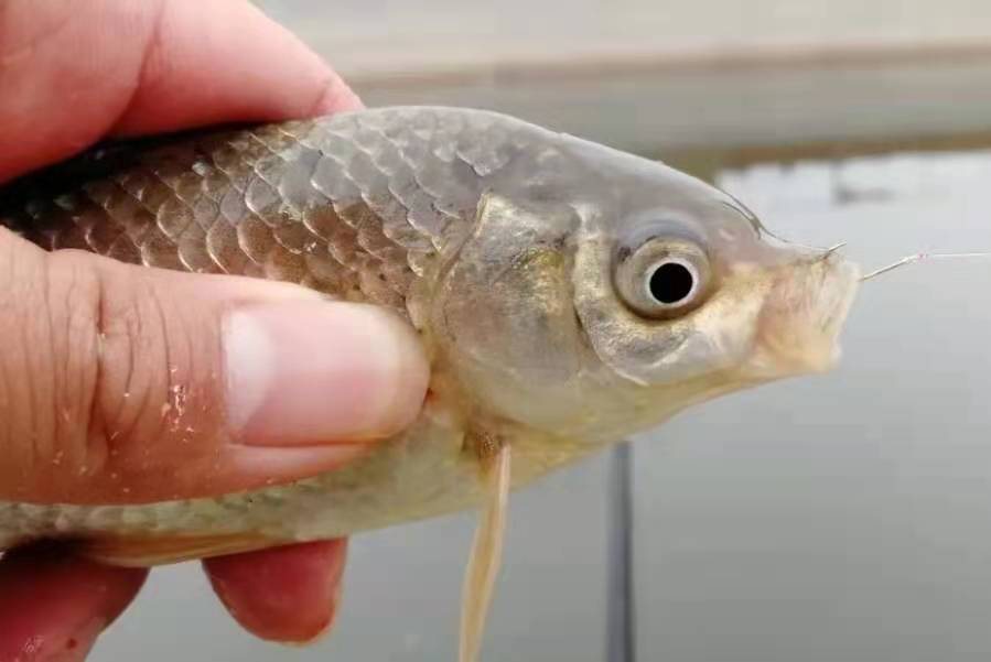 野钓酒米到底怎么用,二十年钓鱼老师傅总结的钓鱼口诀