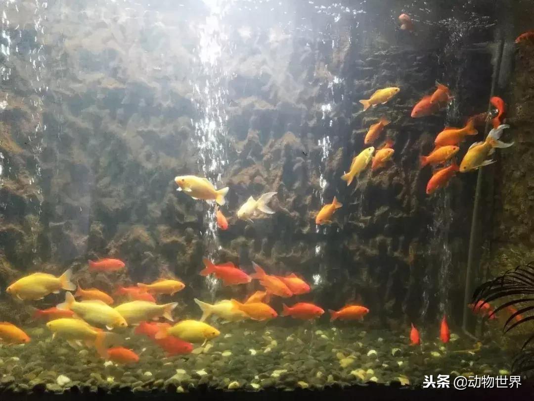 草金金鱼怎么养,草金咬金鱼