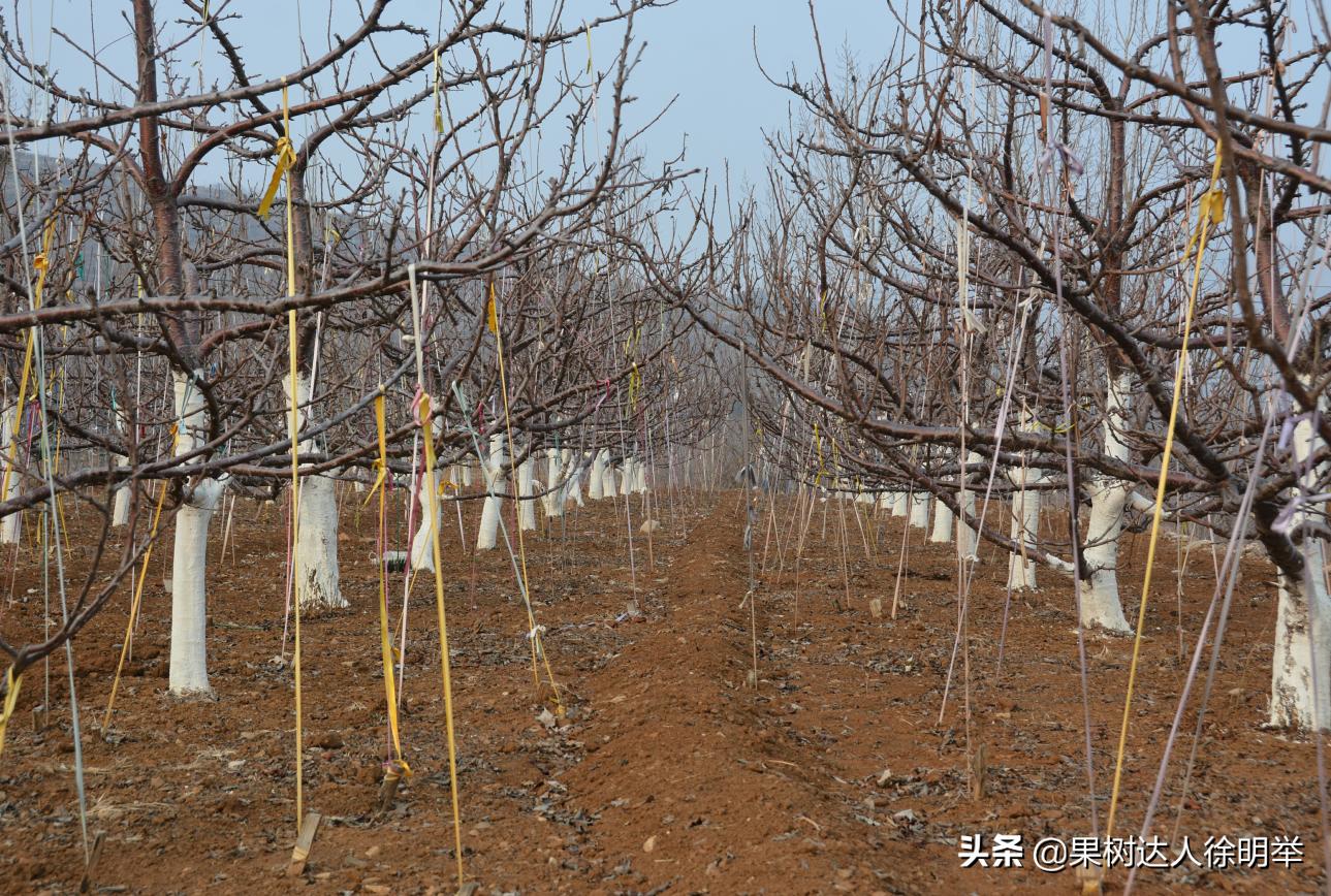 大樱桃种植技术与管理方法,大樱桃标准化