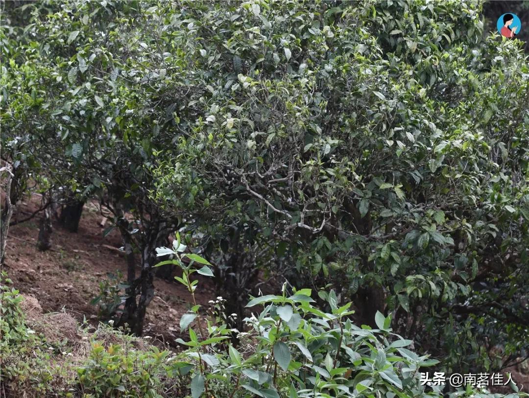 重走茶马古道,重走茶马古道的感觉