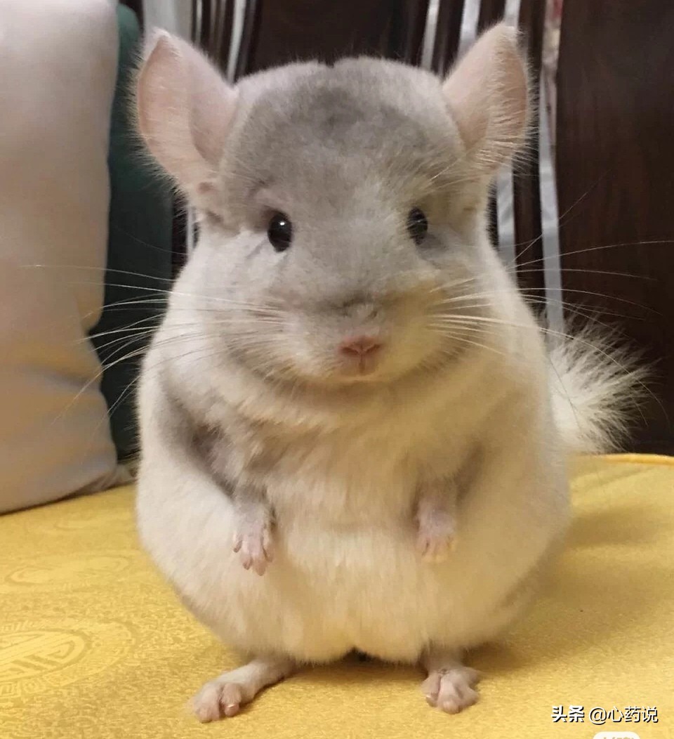 心药语音视频,心药讲解