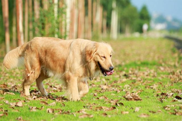 狗狗腿瘸了怎么能让它快速好起来,狗狗摔了一下没断腿瘸了多久自愈