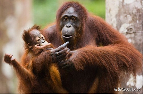 进化趣史(二)——我们是怎么变成这幅模样的