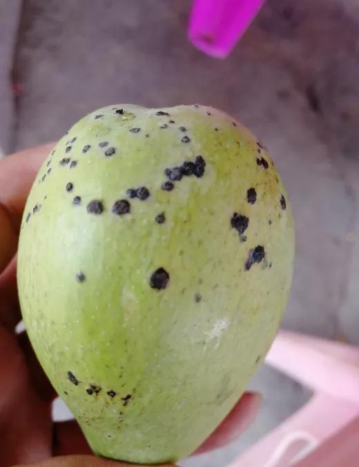 芒果角斑病能彻底治愈吗,芒果角斑病是怎样引起的