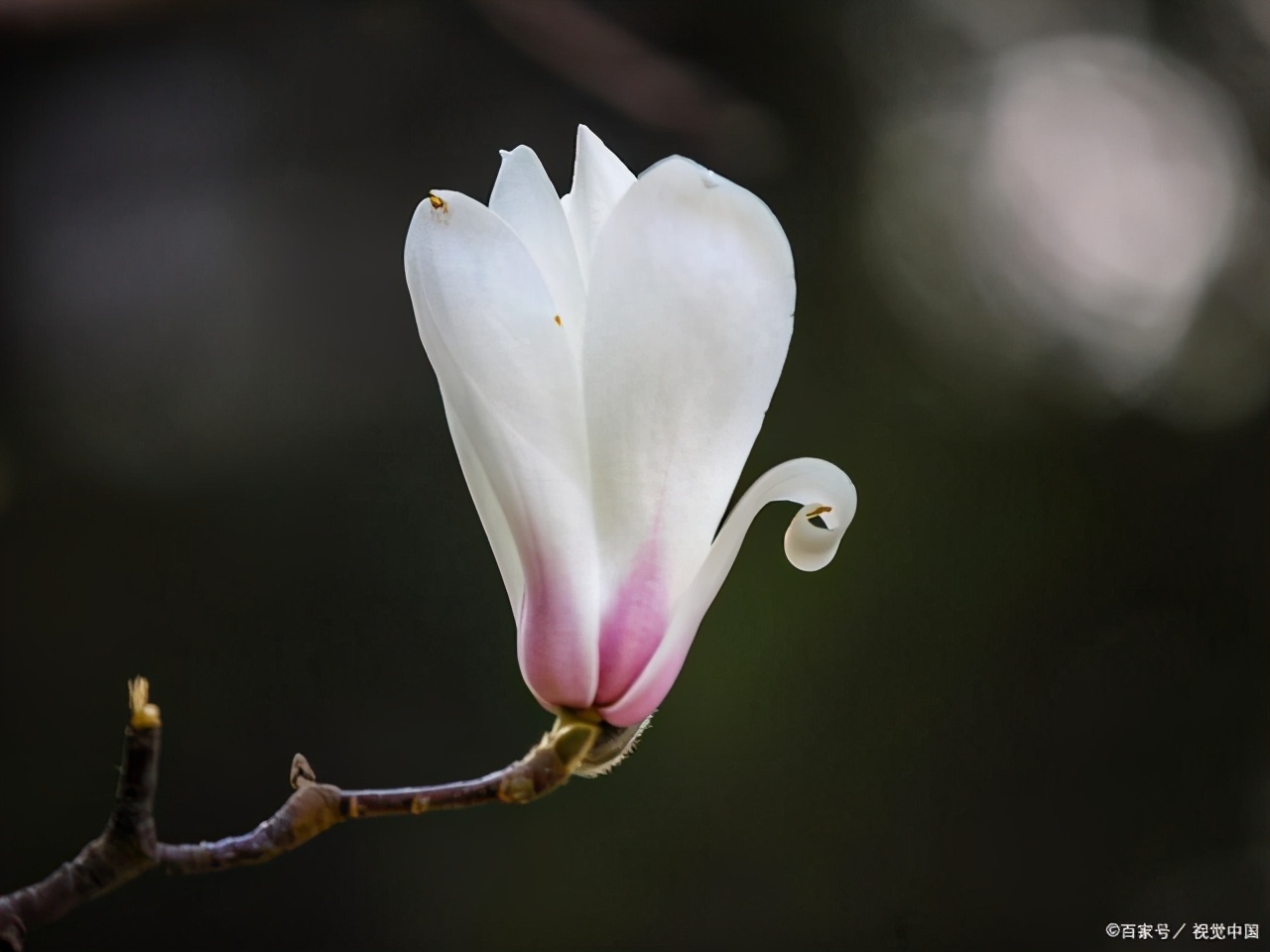 文徵明玉兰图花语,江南四大才子文徵明