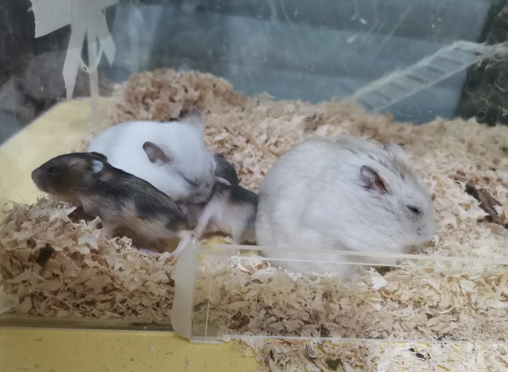 家里仓鼠生宝宝太多怎么办,家里仓鼠生宝宝了怎么办