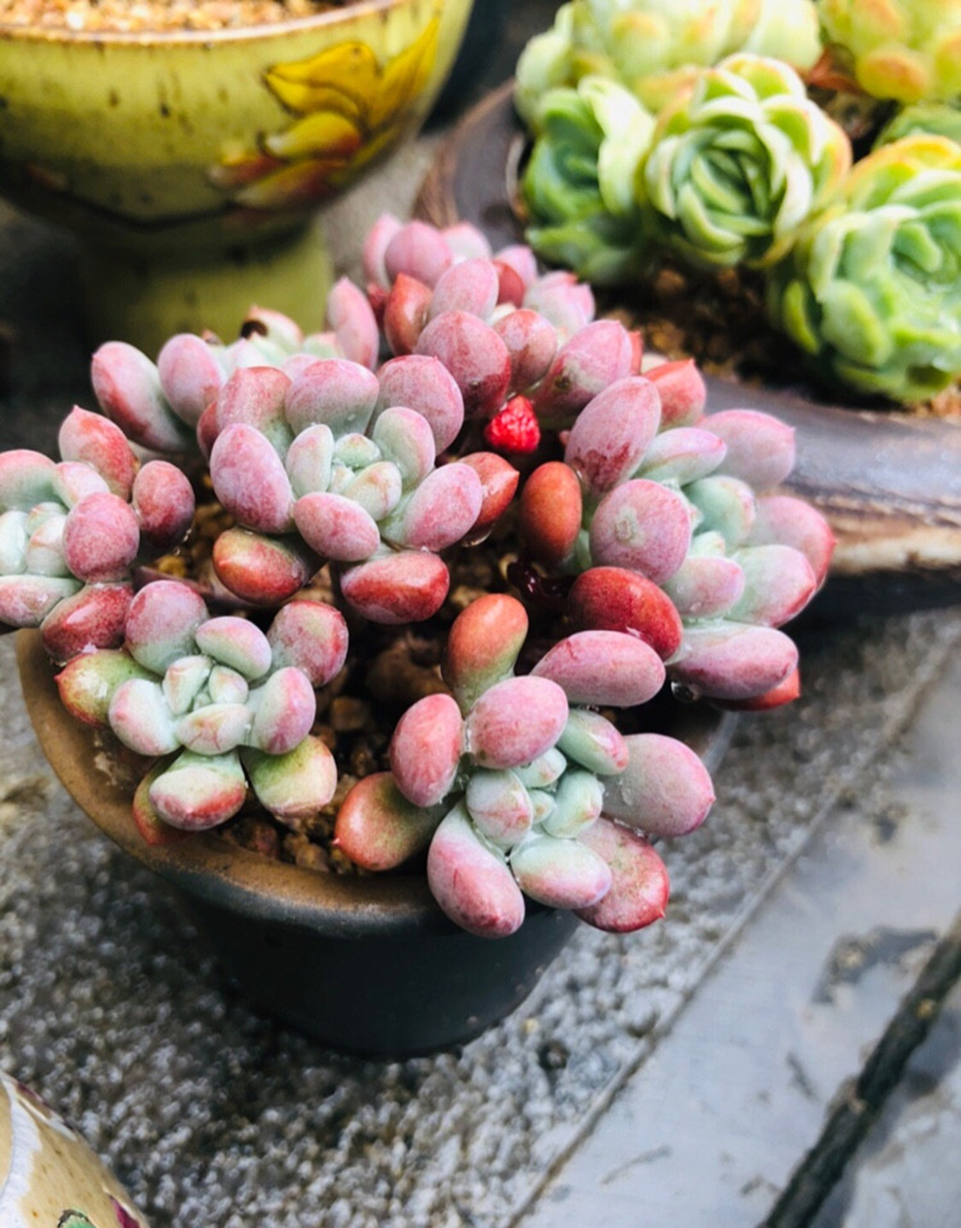 如何预防多肉夏季病虫害,多肉植物的常见病虫害及治愈方法