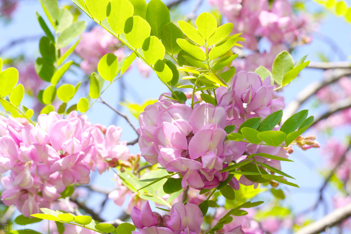 槐花的正确吃法和食用方法,槐花的最佳吃法吃槐花有什么好处