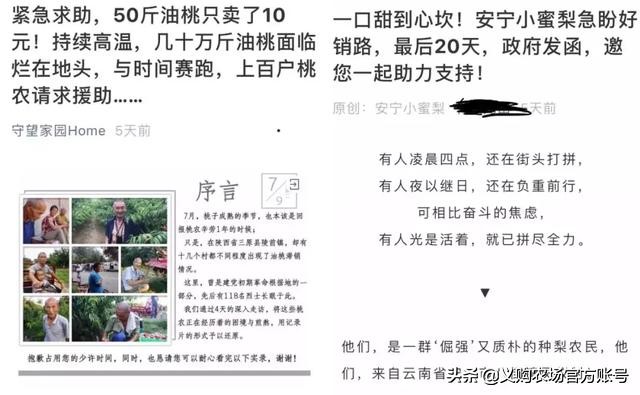 桃子价格暴跌,桃子价格28一斤