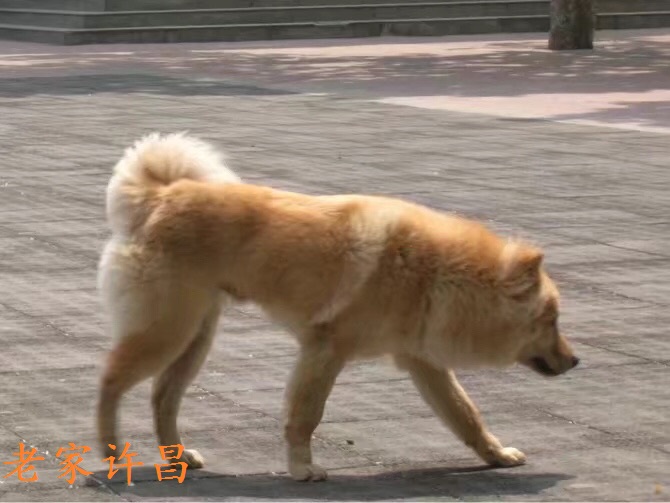 哈利狗狗抖音,哈利哈利哈