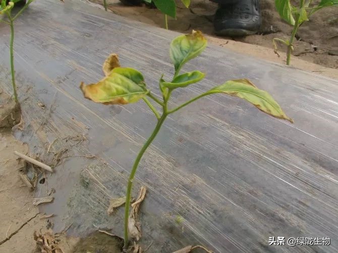 以前给作物用生鸡粪效果很好，现在却频繁烧苗病虫害，为什么？