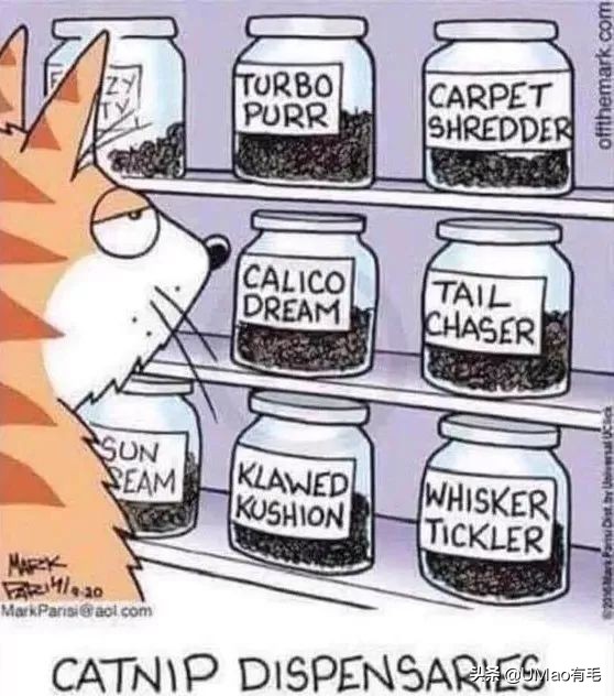 我们败了两款新型“猫*品毒**”孝敬主子，你猜哪种比较受猫欢迎？