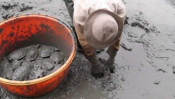 牛蛙会把乌龟吃了么,牛蛙和乌龟