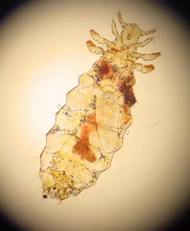 北方人到南方最能承受的温度,北方人到南方最怕冷吗