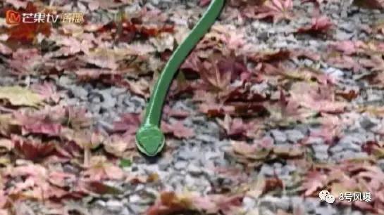 穷的只剩下演技,穷得只剩演技86版西游记