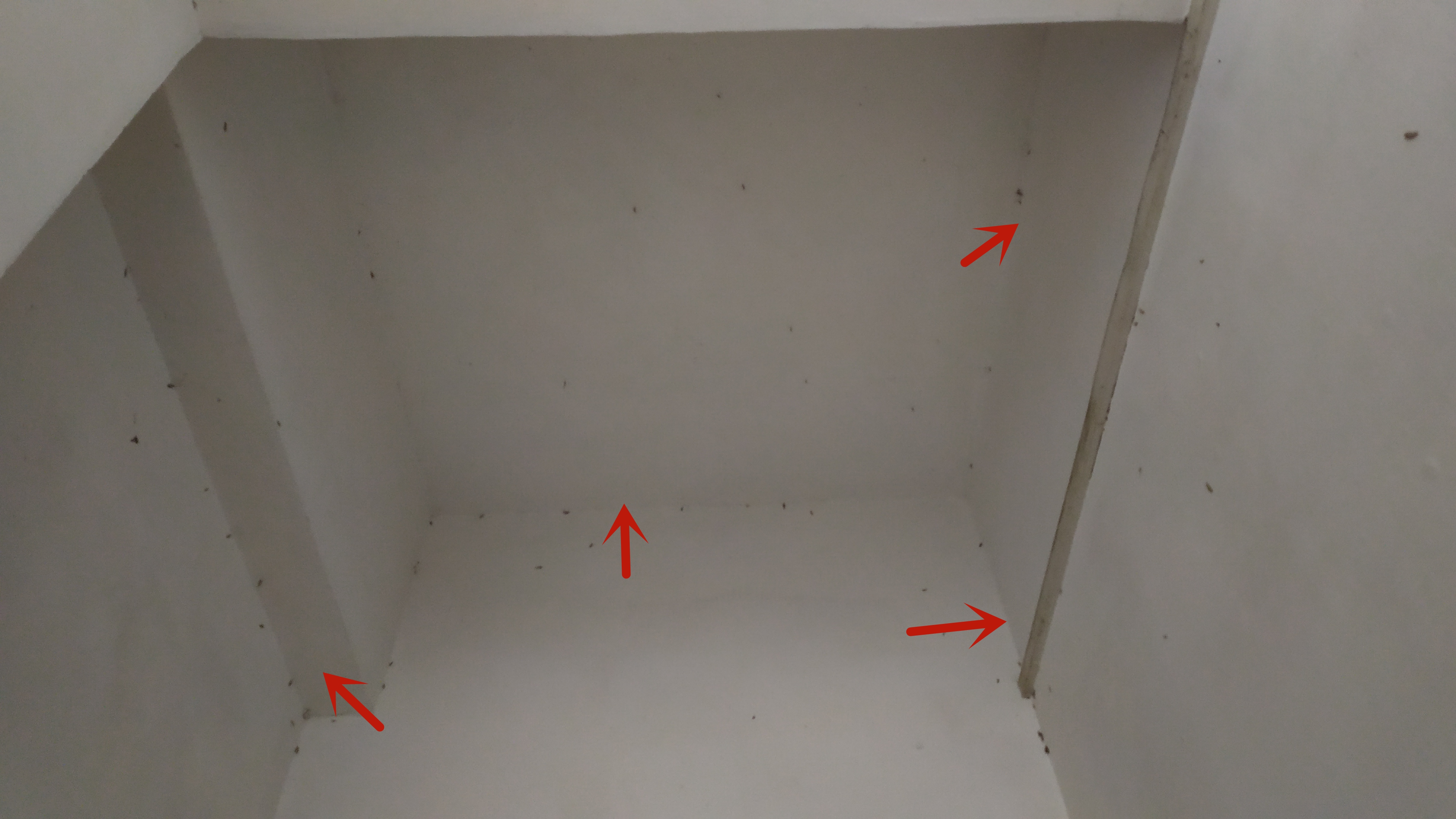 衣柜长了很多黑色小虫子,定制衣柜里面有小虫子什么原因