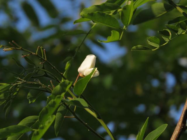 腰痛腰困用什么效果好,腰累腰酸怎么调理