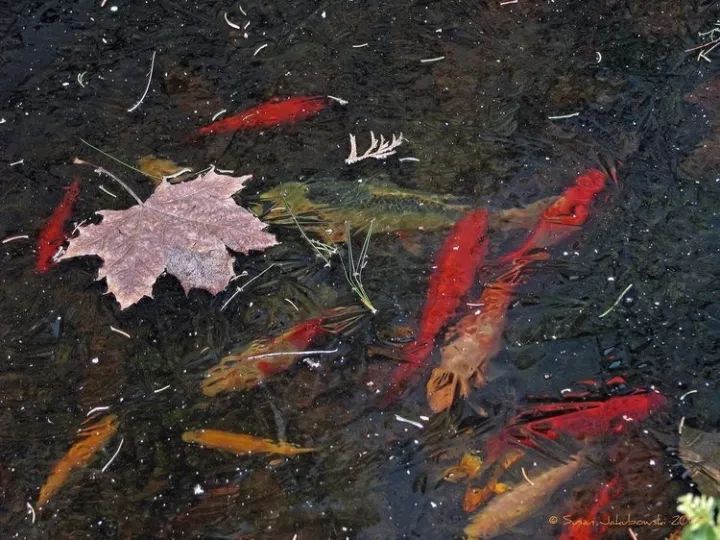 露台上的植物怎么过冬,植物过冬的方式有哪些