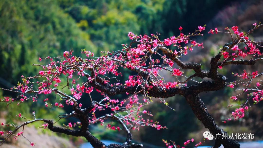 从化吕田美食攻略,从化吕田特色美食有哪些