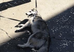 遛完狗狗不回家,狗狗遛完不肯回家怎么办