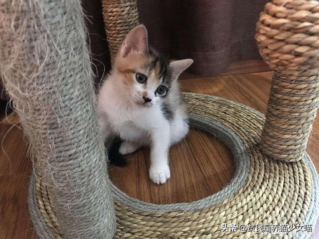 为什么不建议家养宠物猫笼养,猫咪笼养的标准是什么